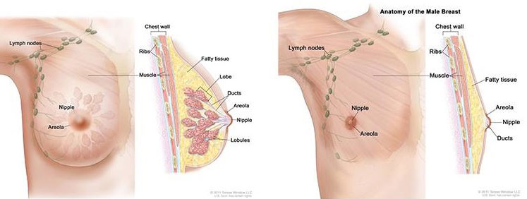 vrouwelijk en mannelijk borstweefsel