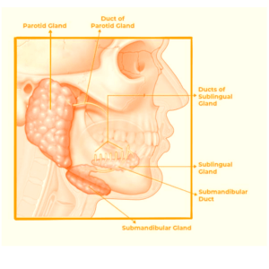 Deep Plane Facelift 6 Speekselklieren verwijderen bij een deep plane facelift